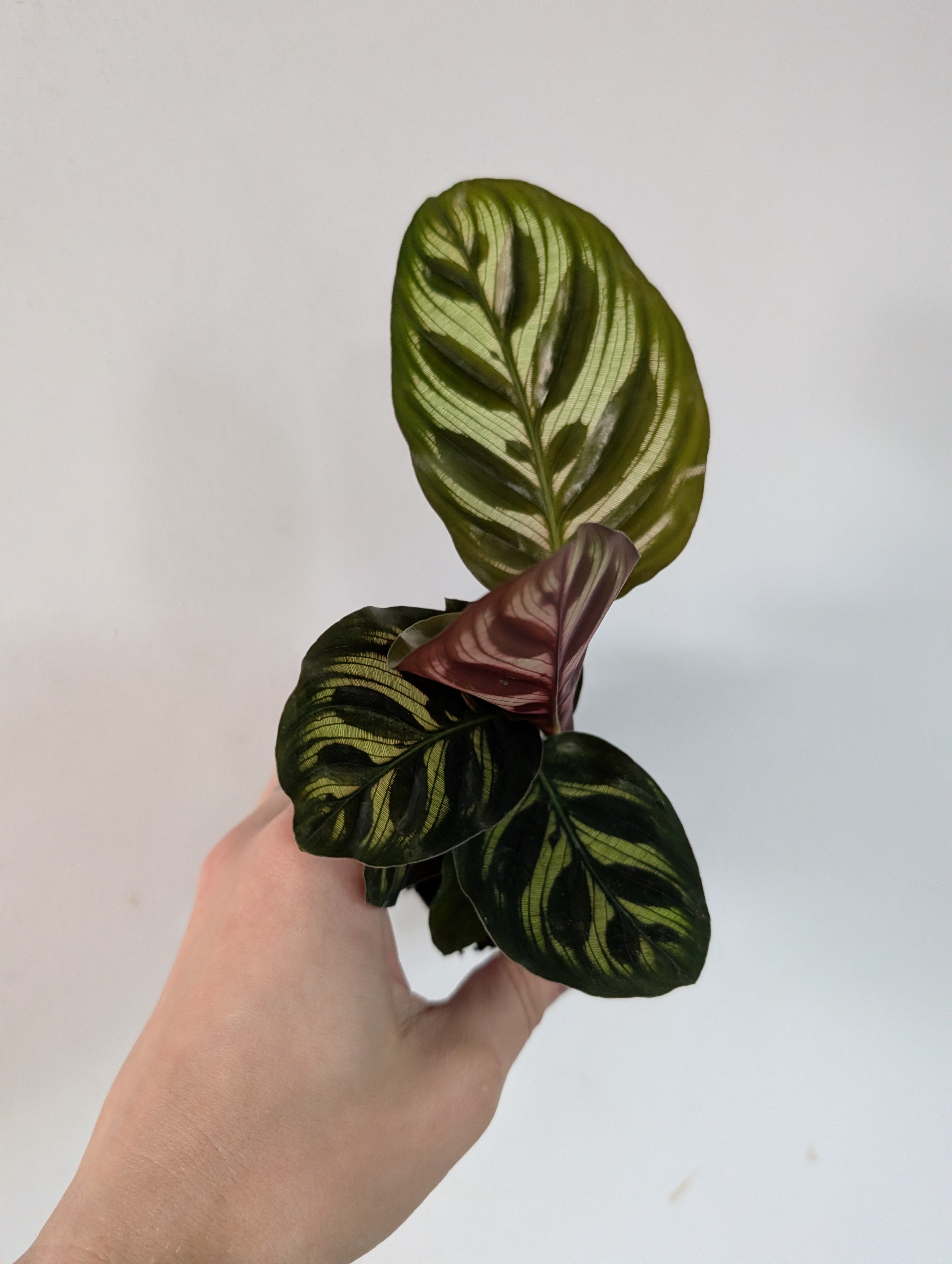 Calathea makoyana 6cm