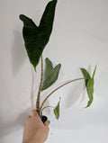 Alocasia Zebrina