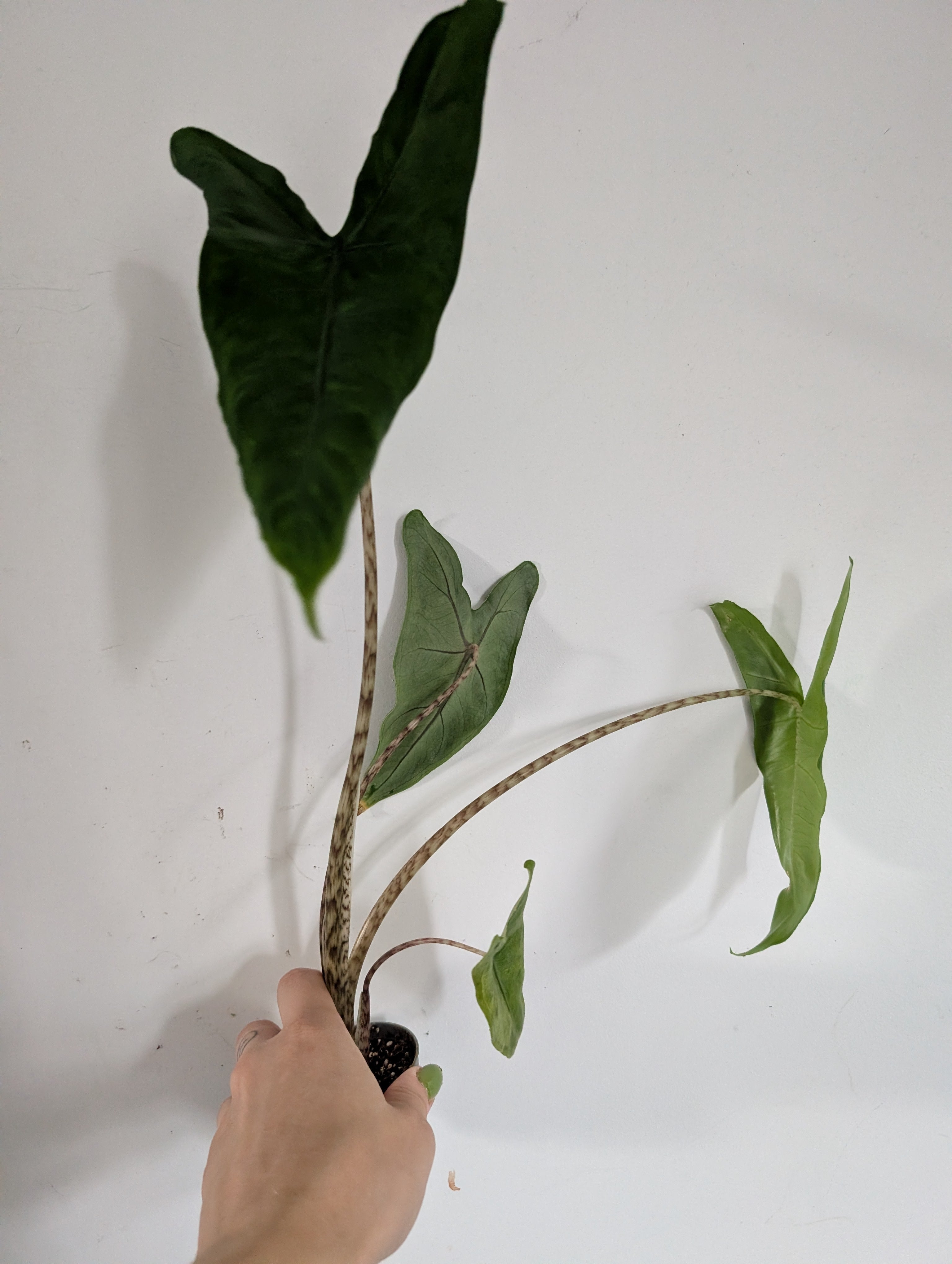 Alocasia Zebrina