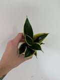 Sansevieria black star