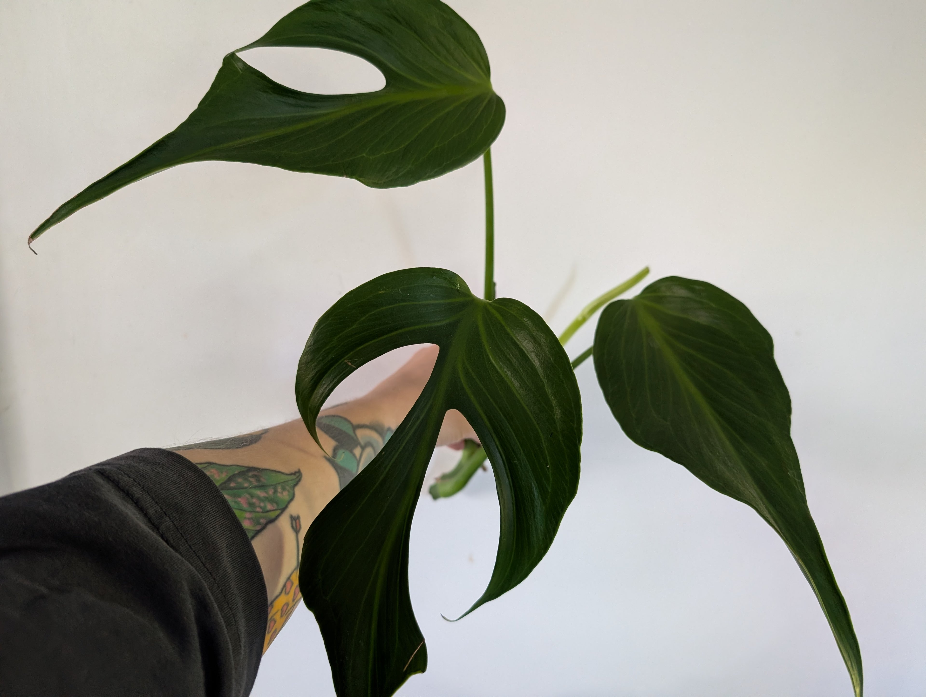 Monstera burle marx flame unrooted clipping