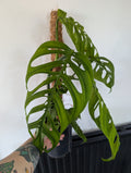 Monstera Esquelato 17cm