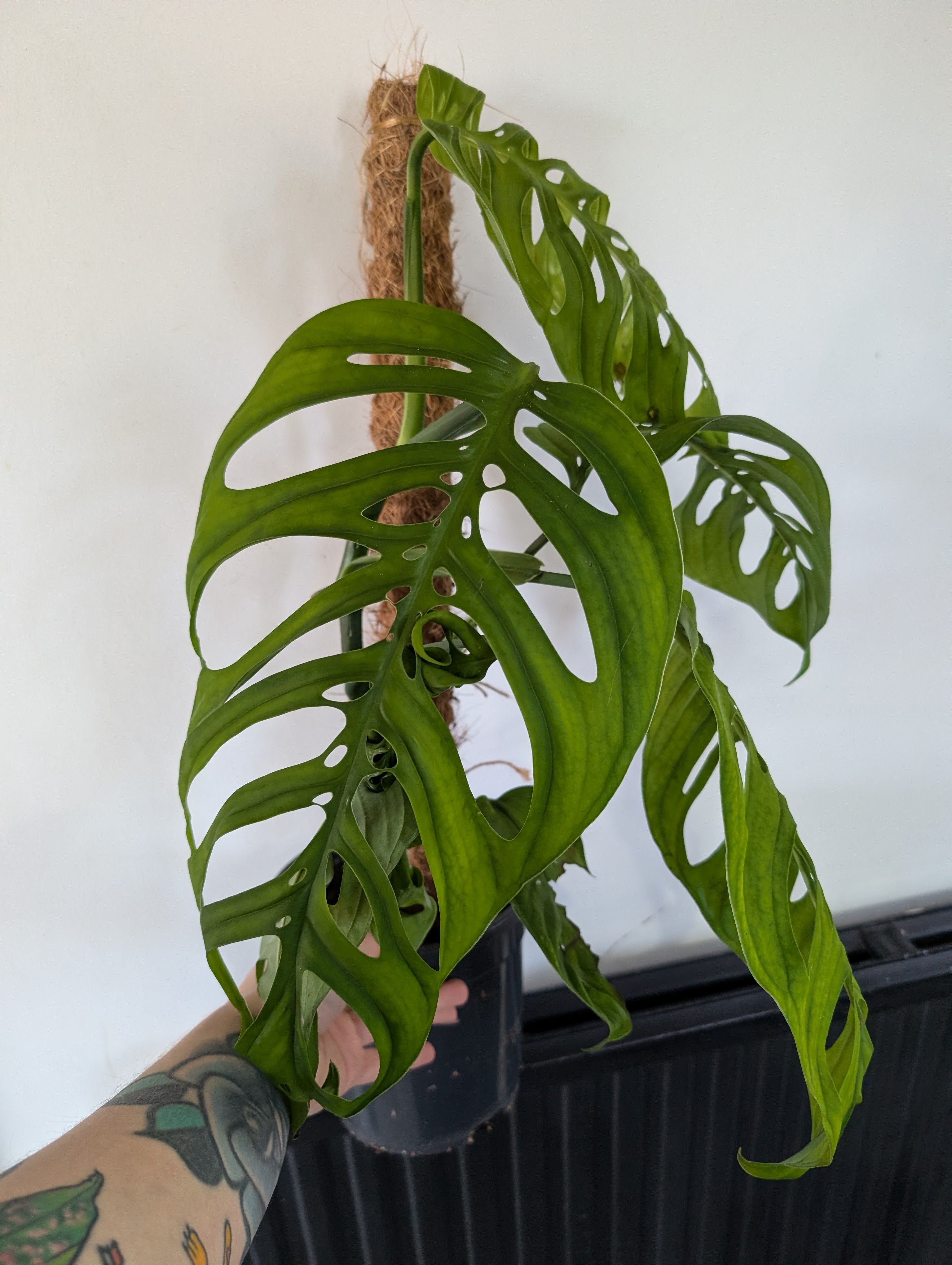 Monstera Esquelato 17cm
