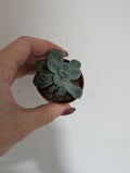 Echeveria