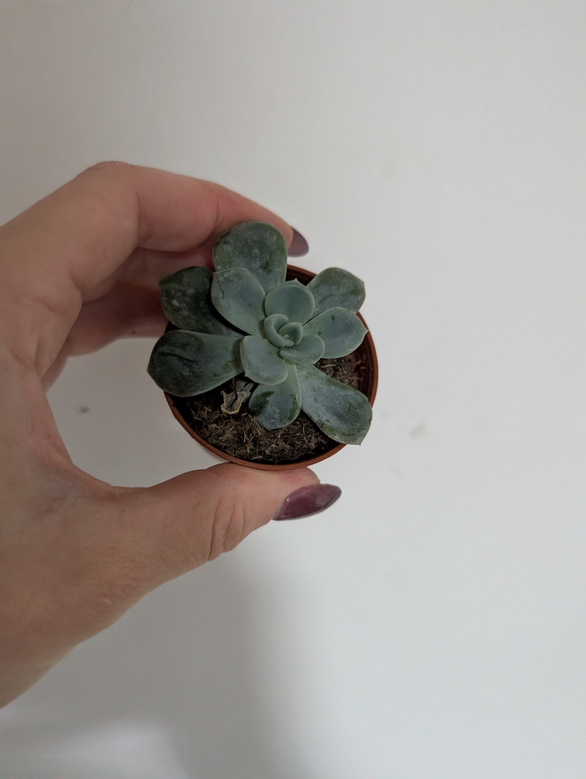 Echeveria