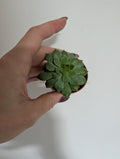 Echeveria