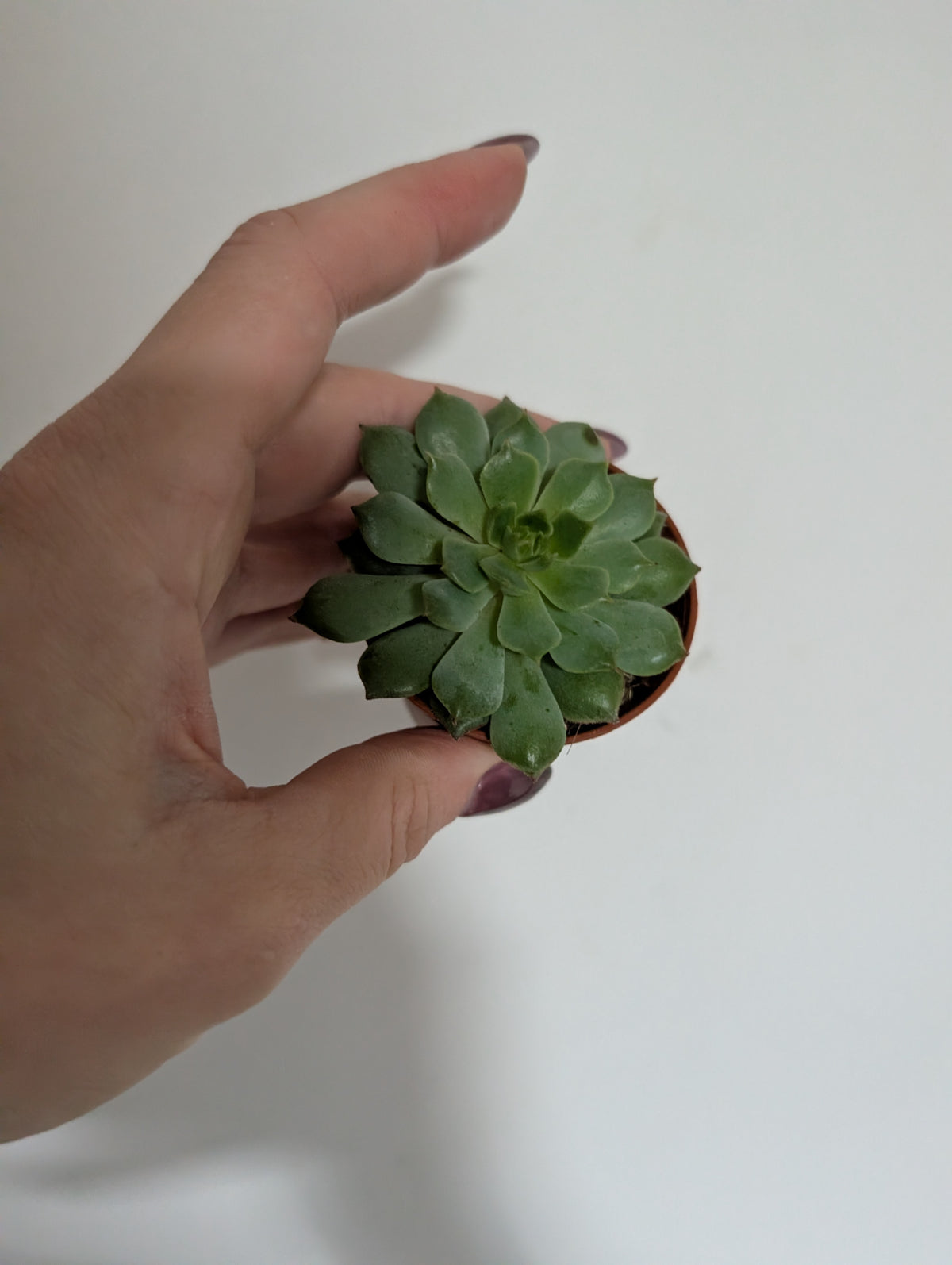 Echeveria