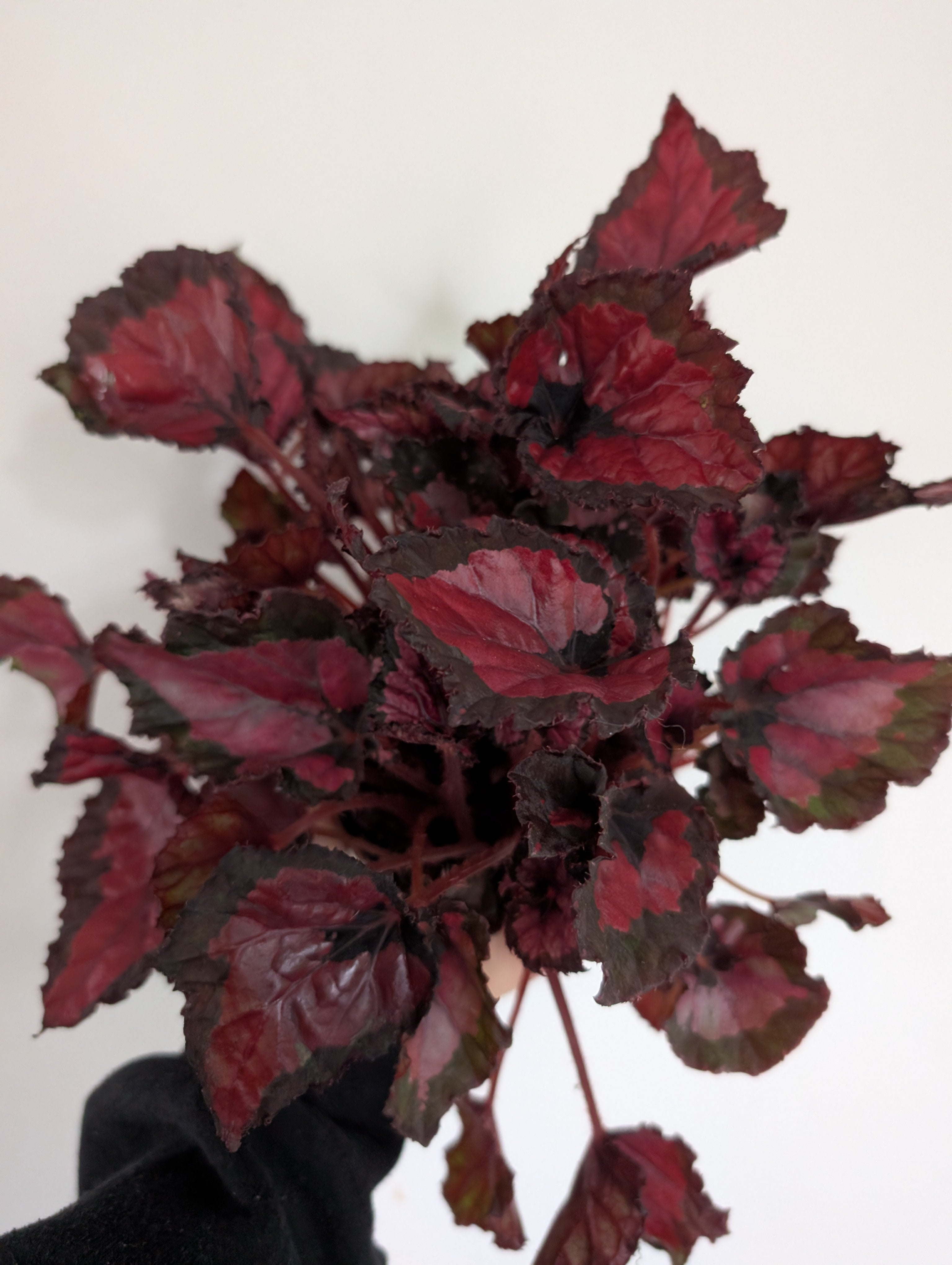 Begonia Inca Night 12cm