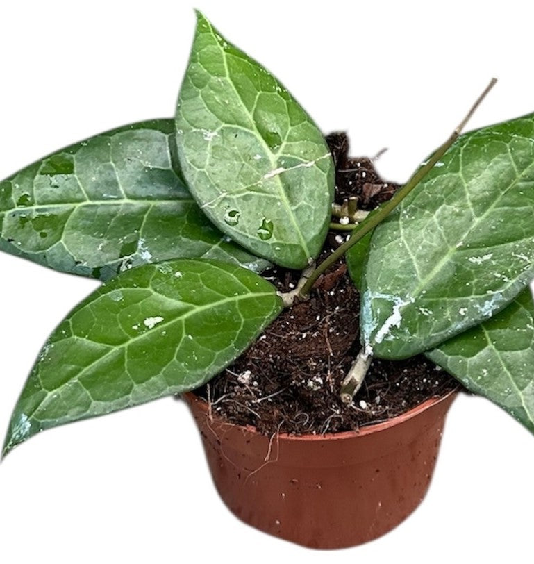 Pre-order Hoya Verticillata Lampung 10cm
