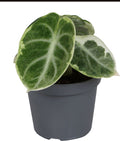 Pre-order Alocasia Ninja Mint Variegated 6cm
