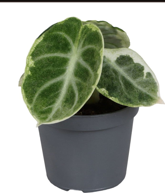 Pre-order Alocasia Ninja Mint Variegated 6cm