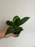 Philodendron green congo 6cm
