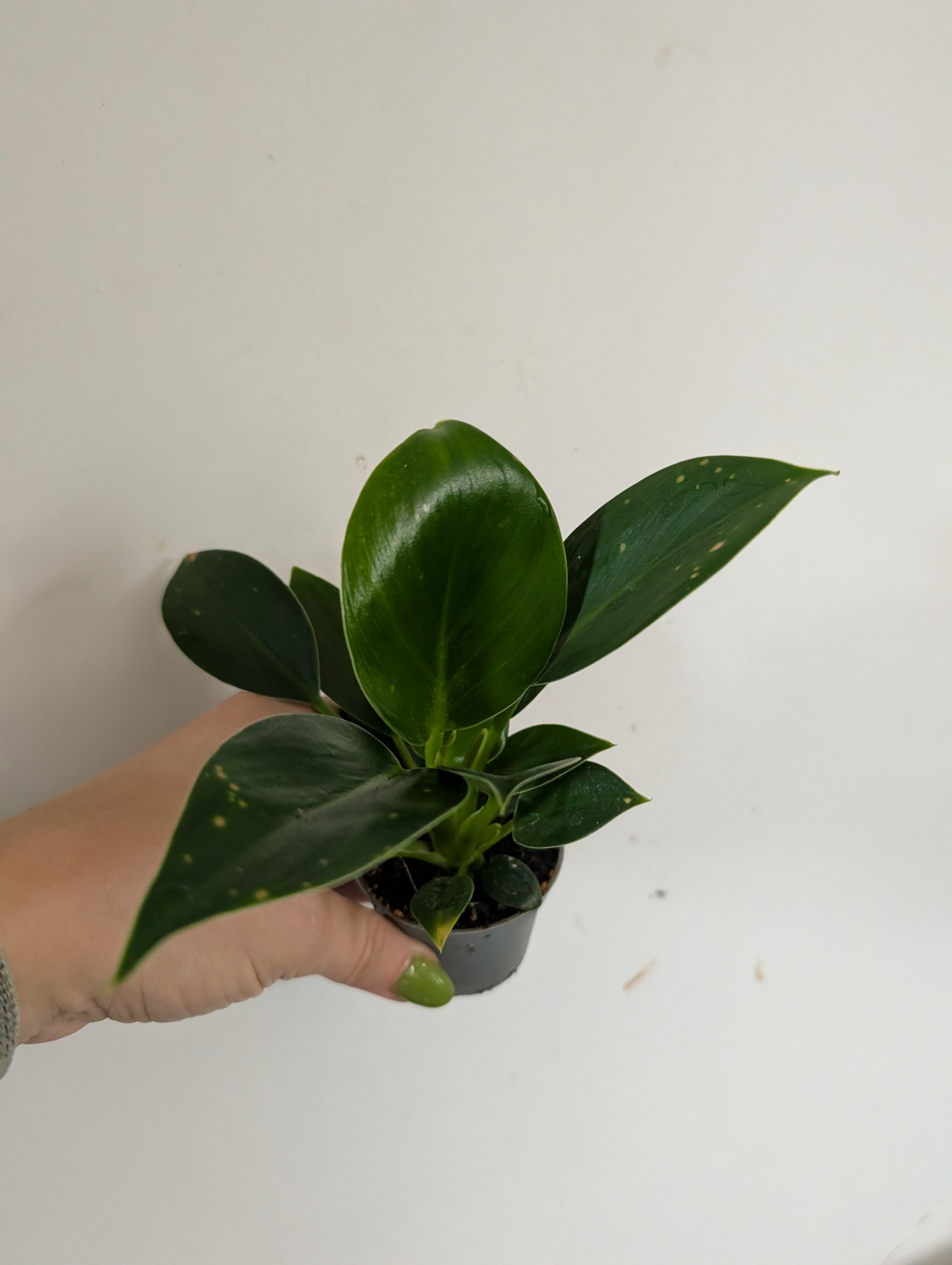Philodendron green congo 6cm