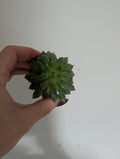 Echeveria