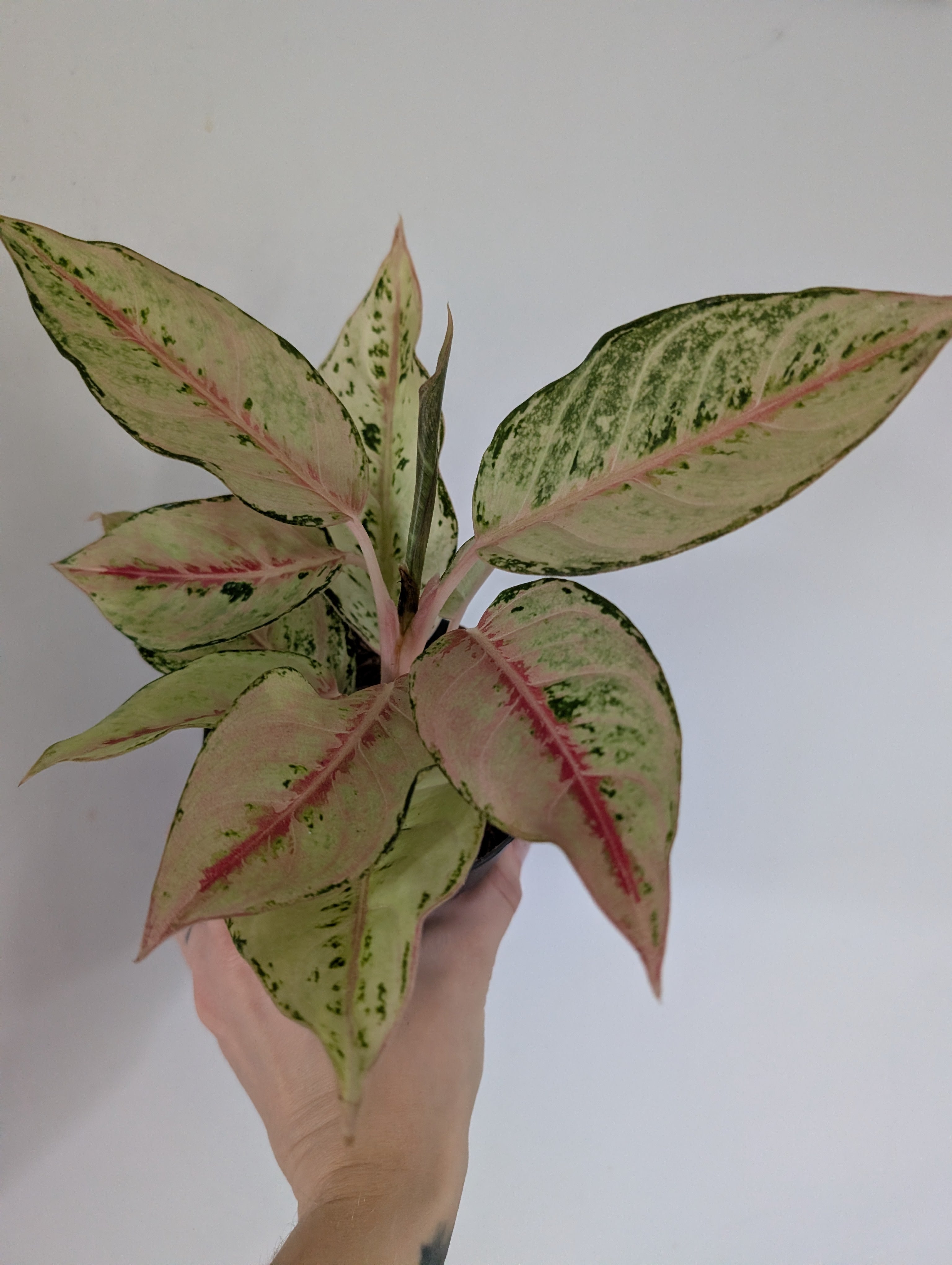 Aglaonema Chartreuse Pretty