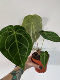Anthurium Magnificum 12cm