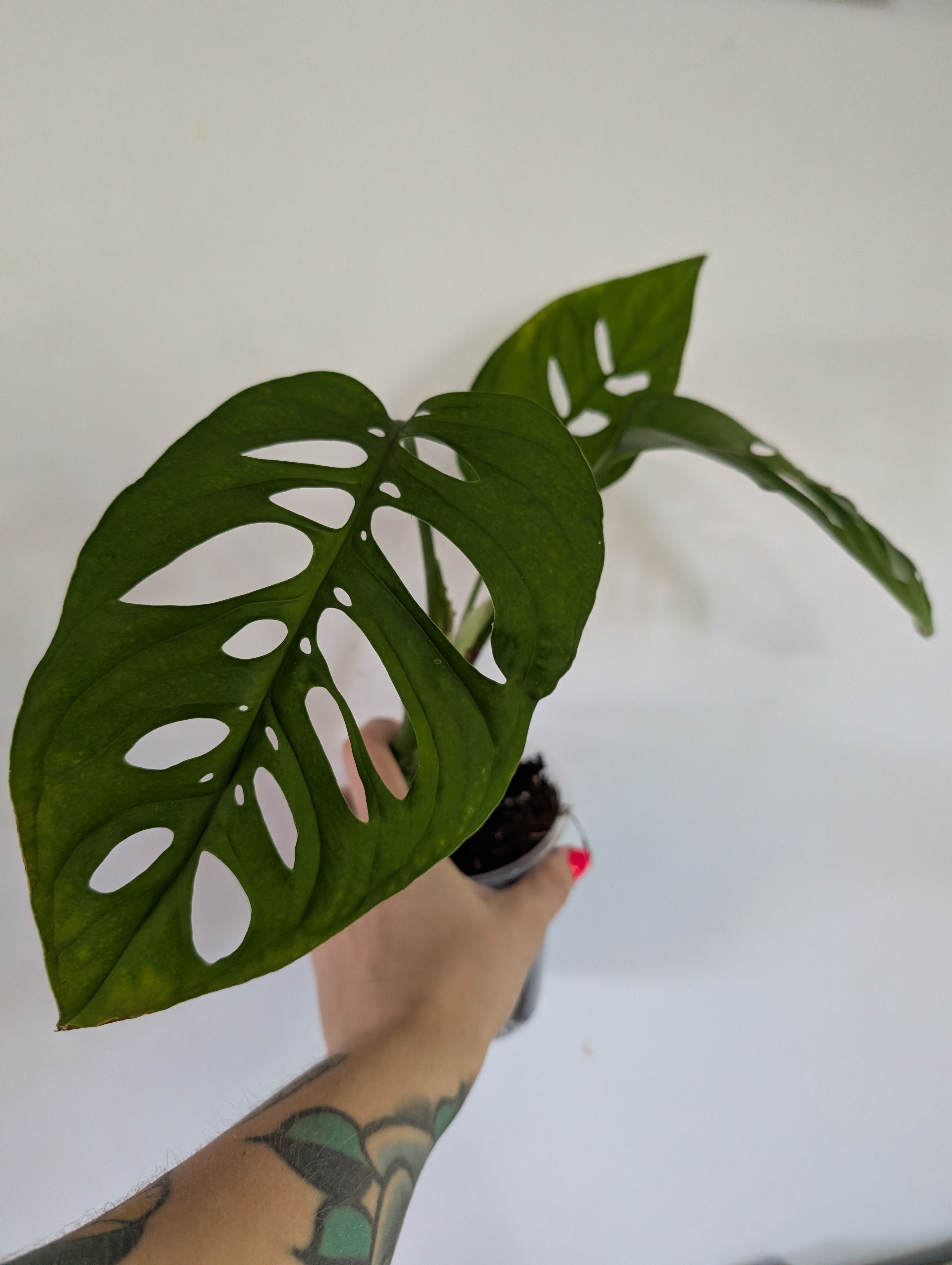 Monstera Esquelato Medium Plant
