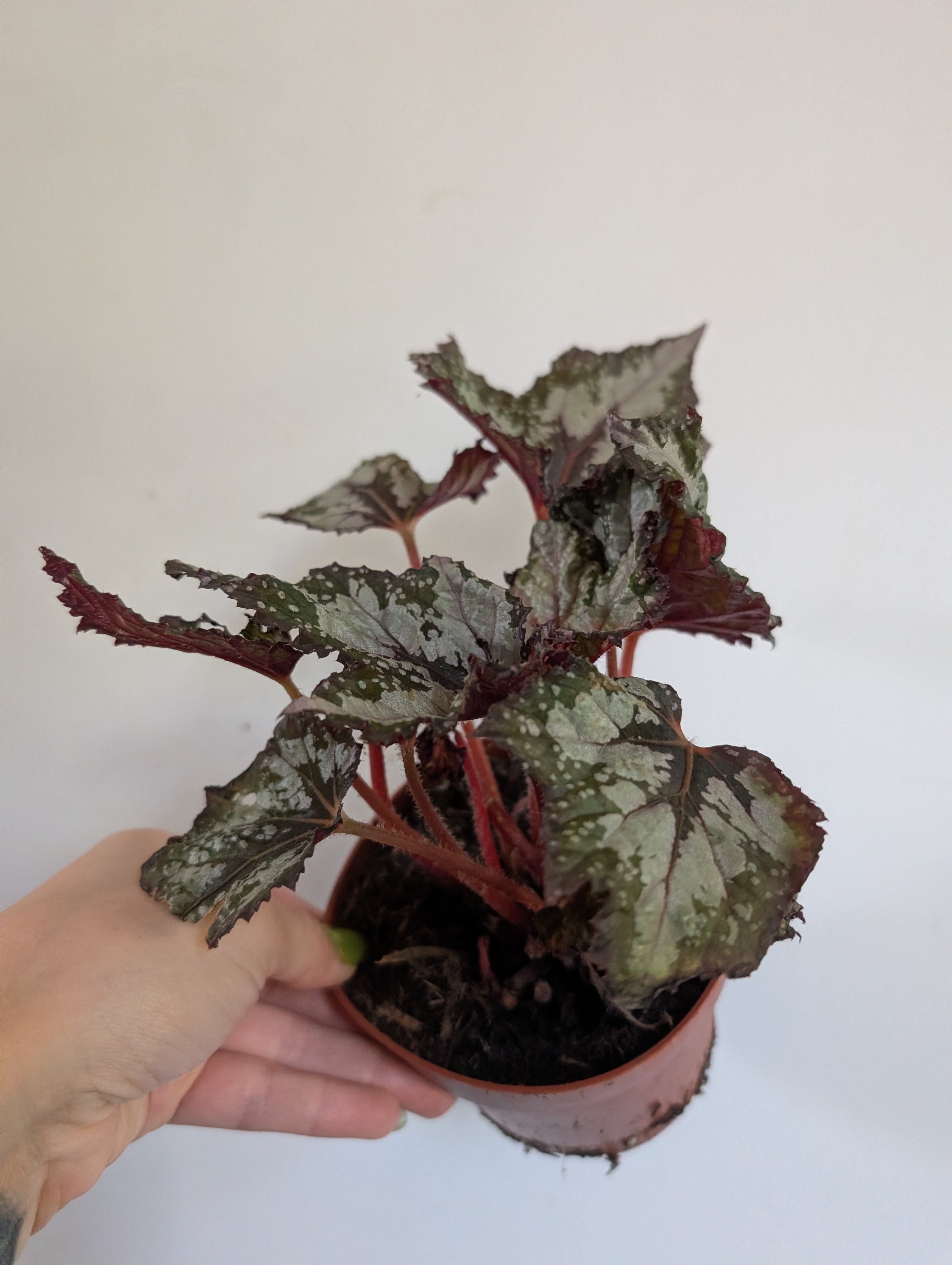 Damaged begonia bewitched wintergreen