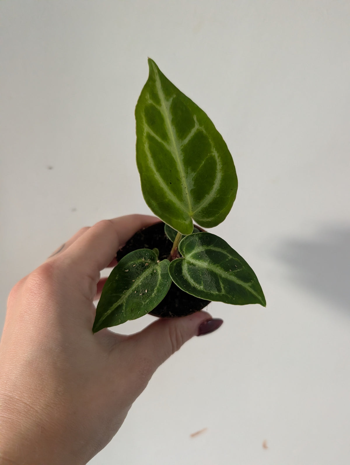 Anthurium crystallinum