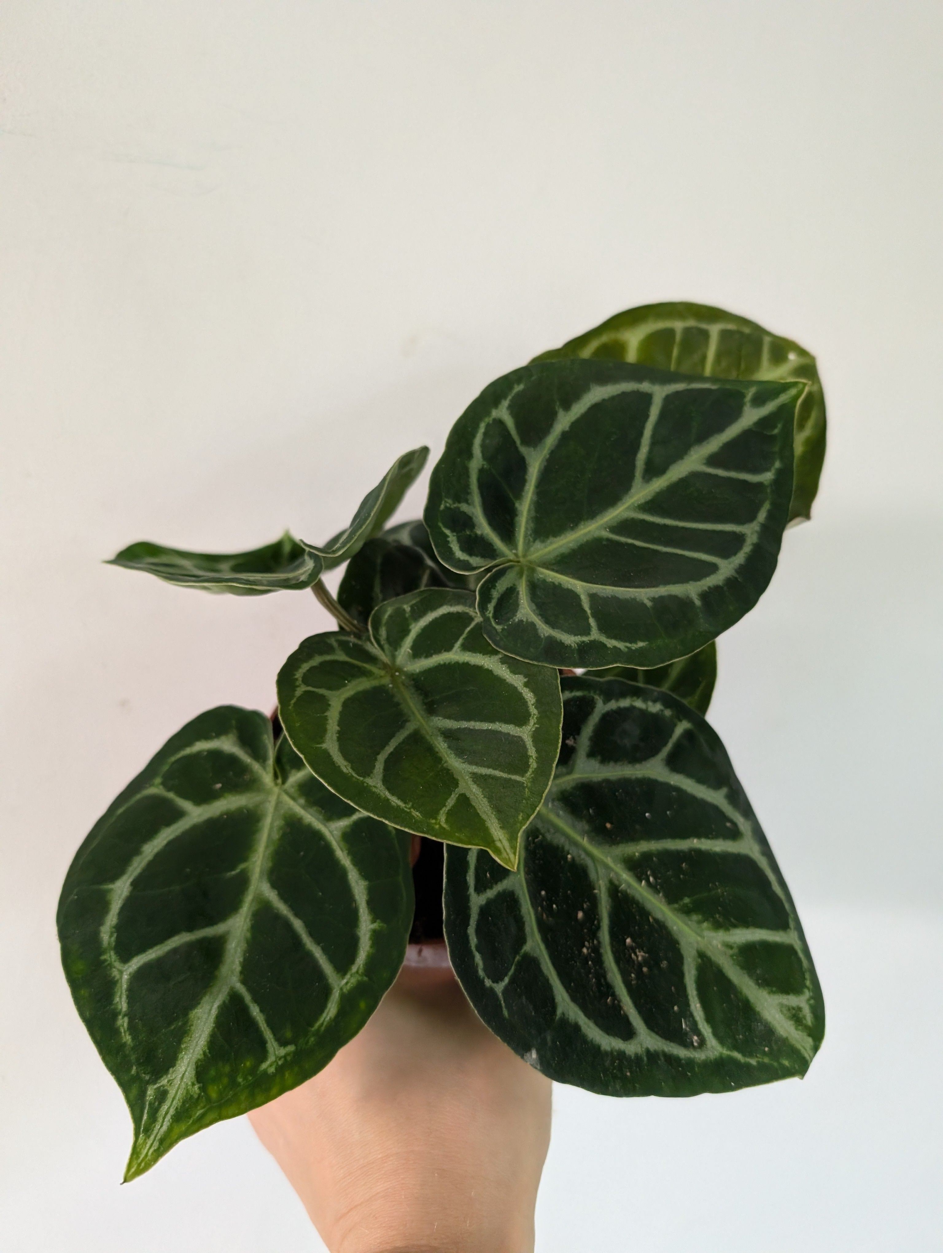 Anthurium Silver Blush 12cm