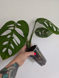 Monstera Esquelato Medium Plant
