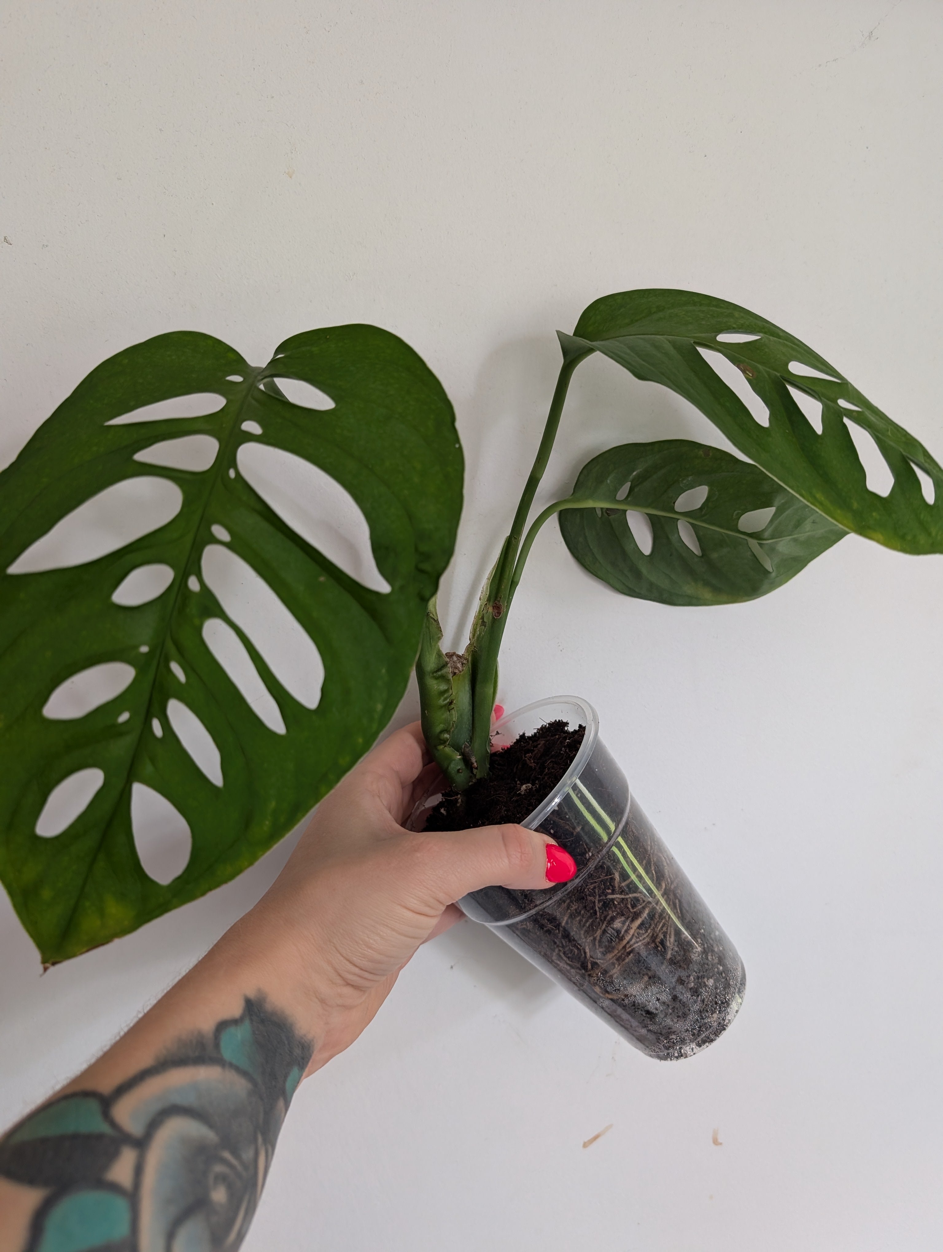 Monstera Esquelato Medium Plant