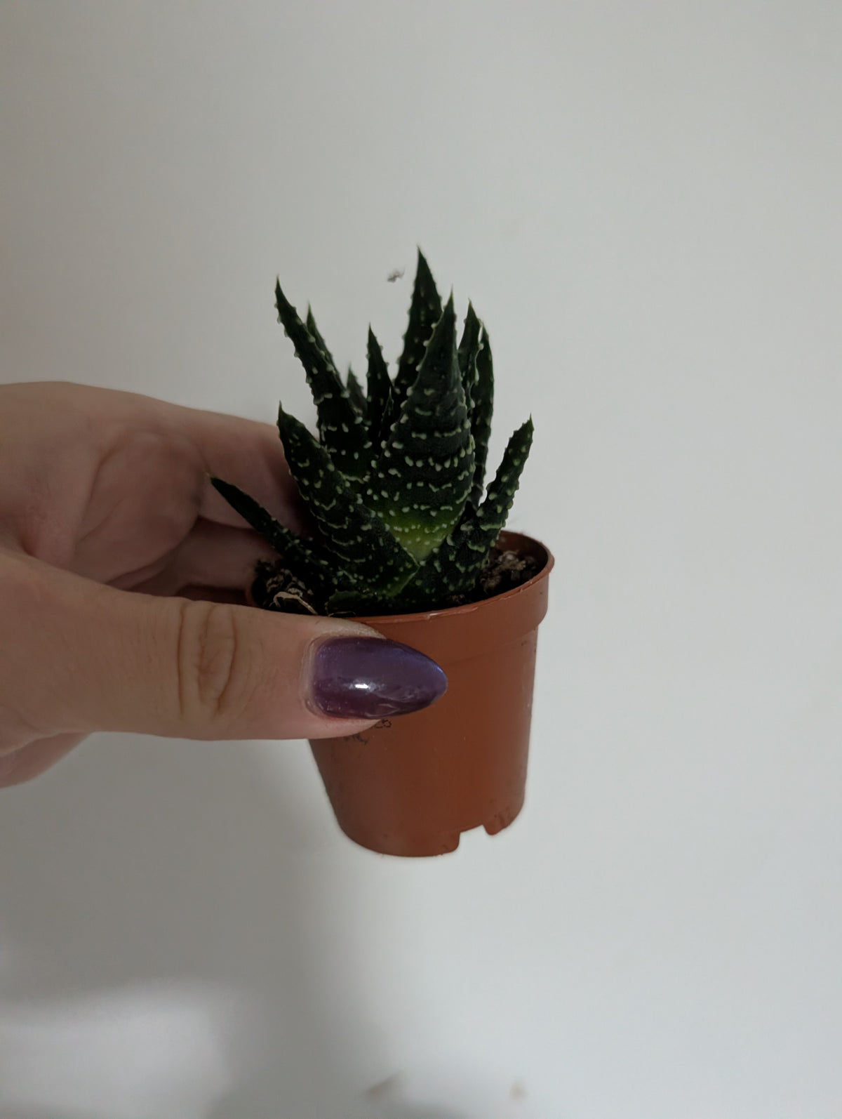 Haworthia Attenuata
