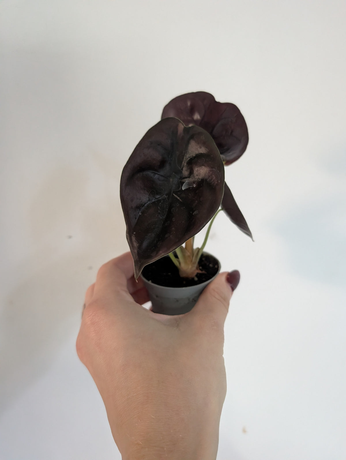 Alocasia red secret 6cm