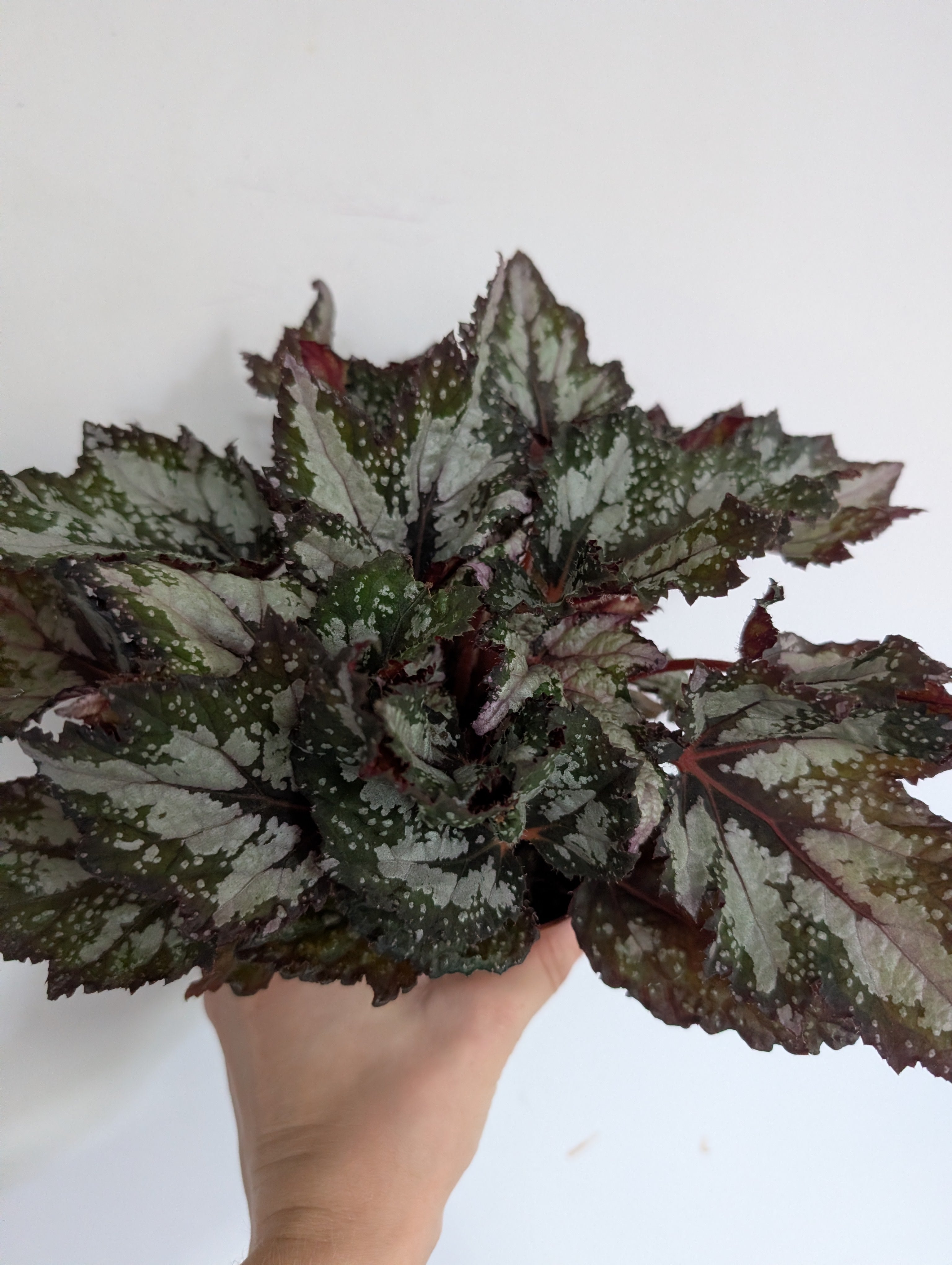 Begonia bewitched wintergreen 12cm
