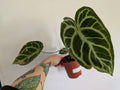 Anthurium Crystallinum