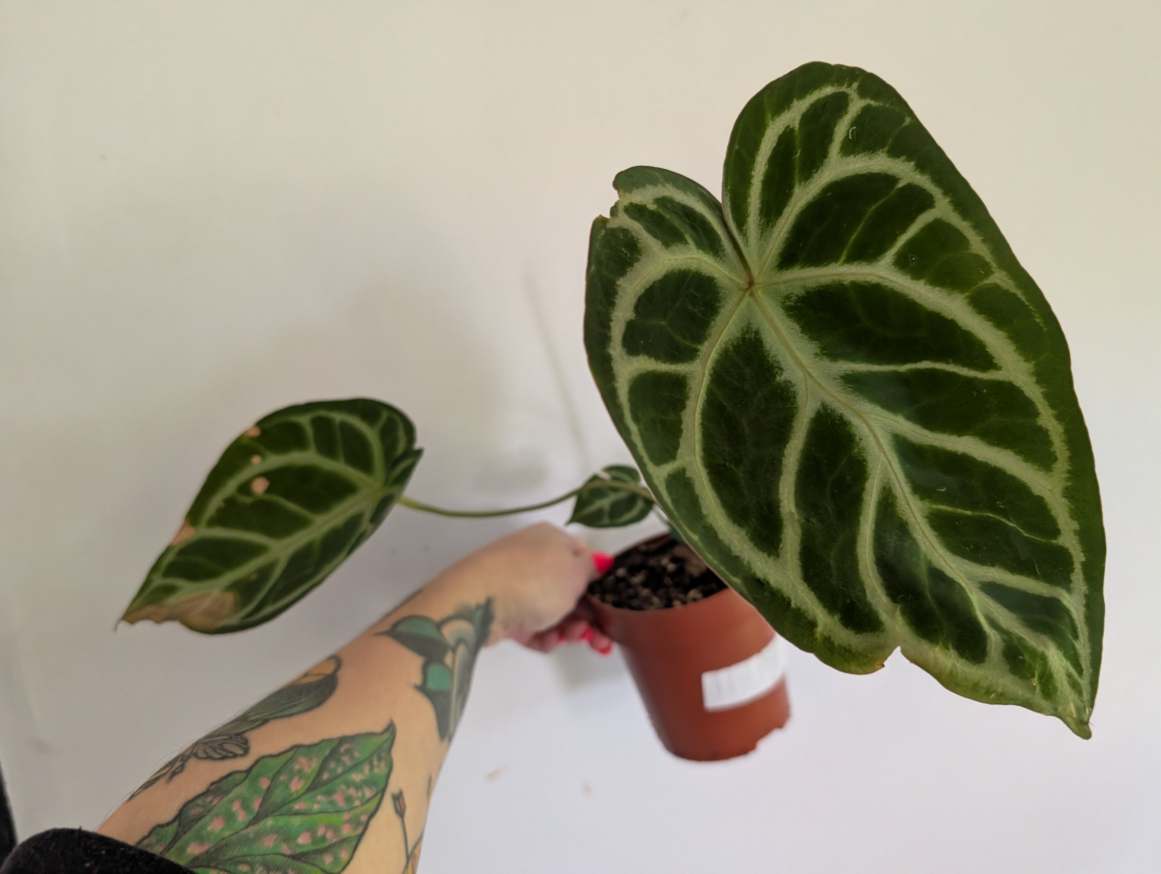 Anthurium Crystallinum