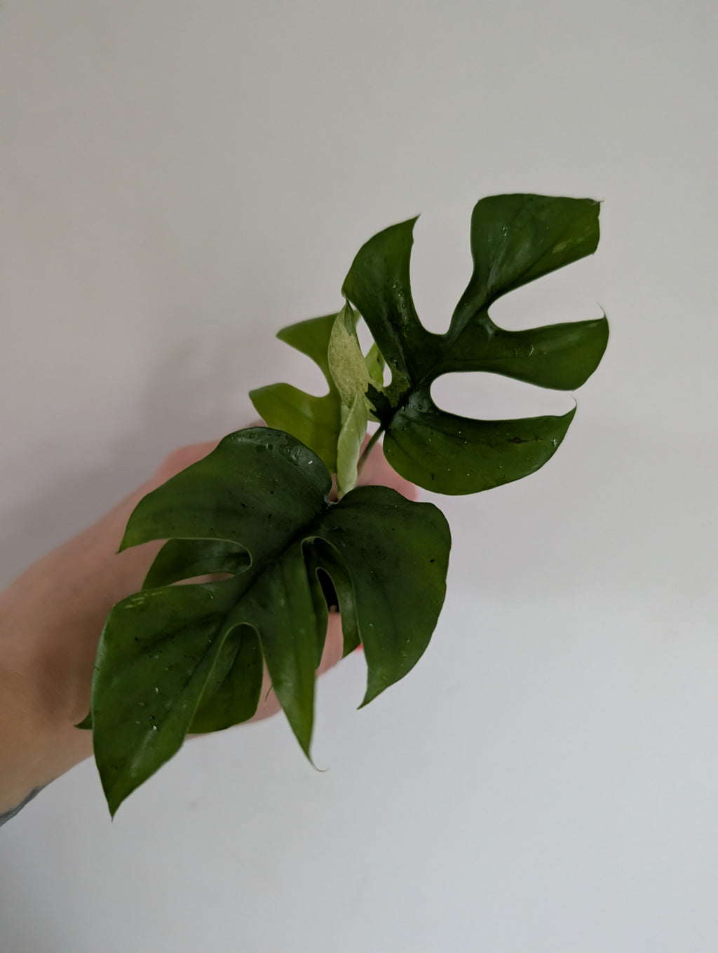 Rhaphidophora Tetrasperma Variegated 6cm