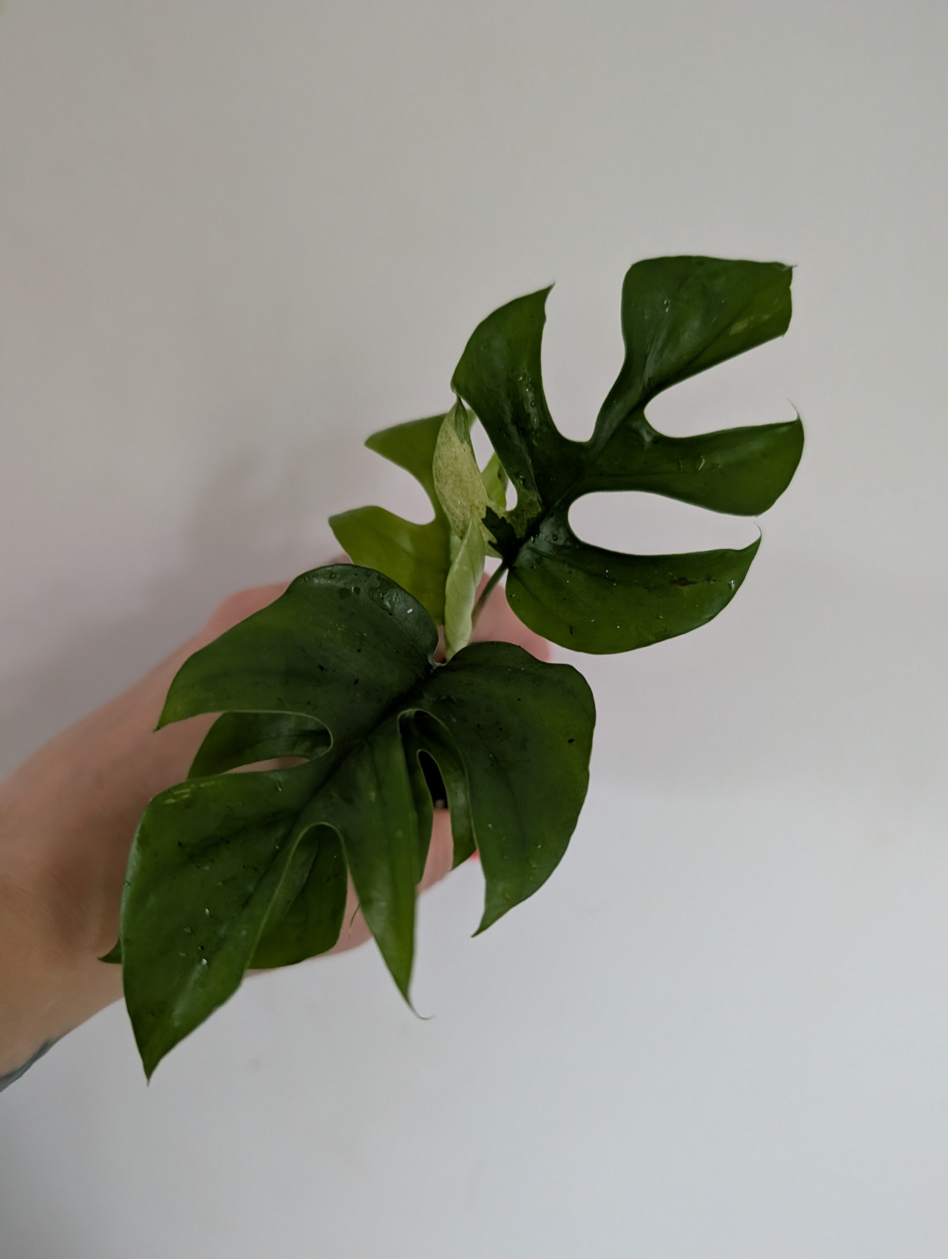 Rhaphidophora Tetrasperma Variegated 6cm