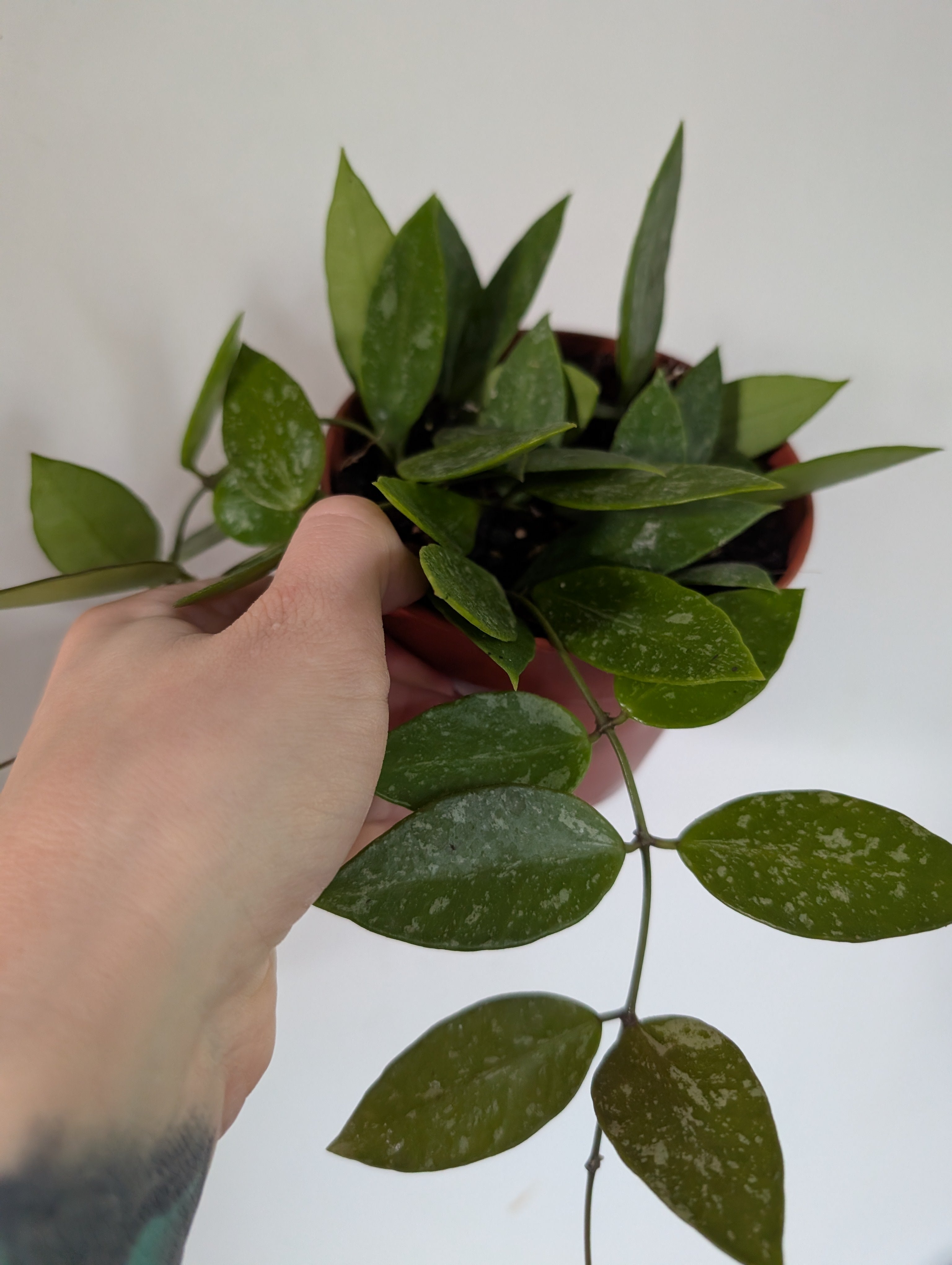 Hoya Gracilis 12cm