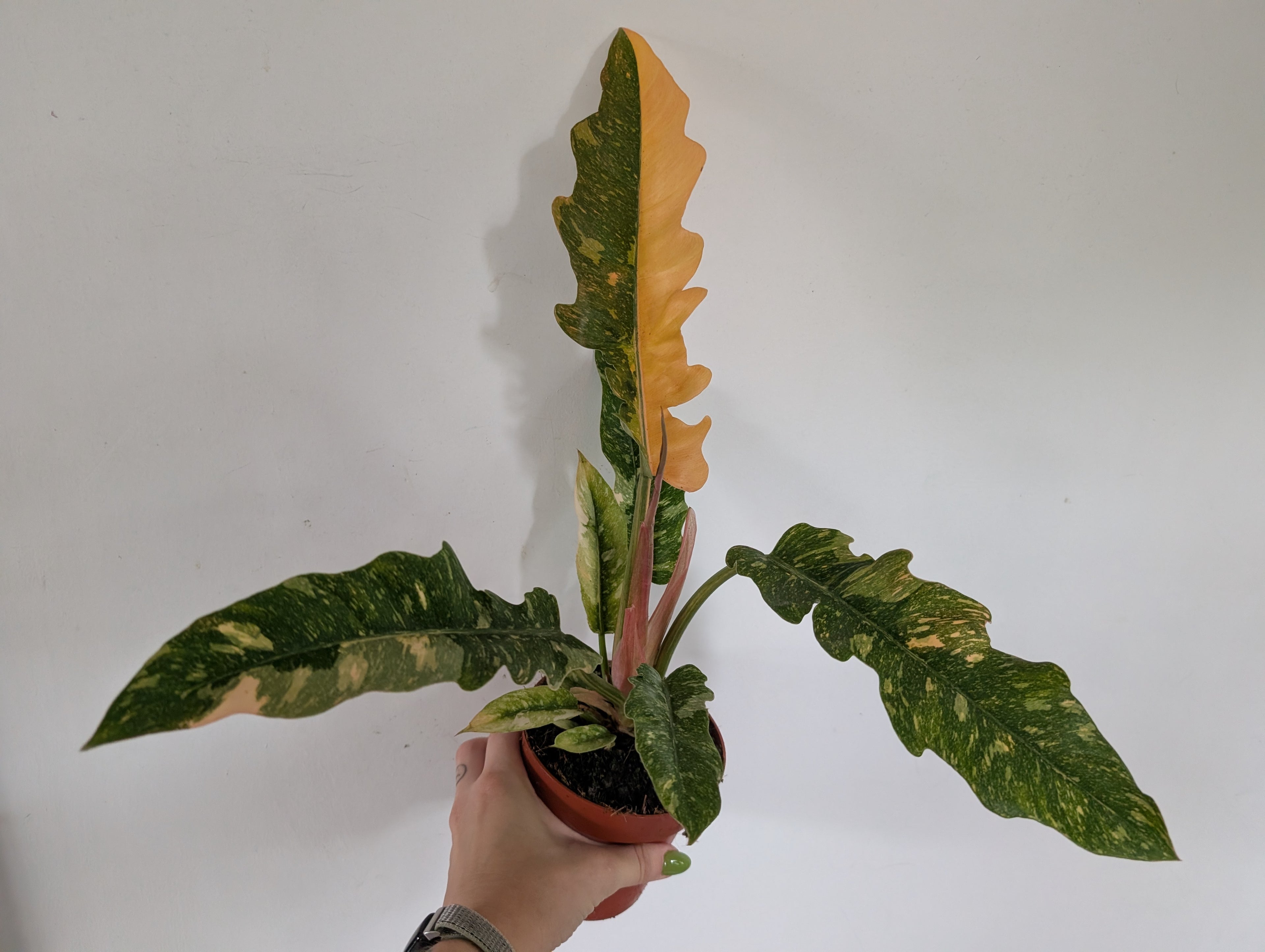 Philodendron ring of fire 12cm