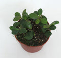 Pre-order Hoya Panchoi iml0228 12cm