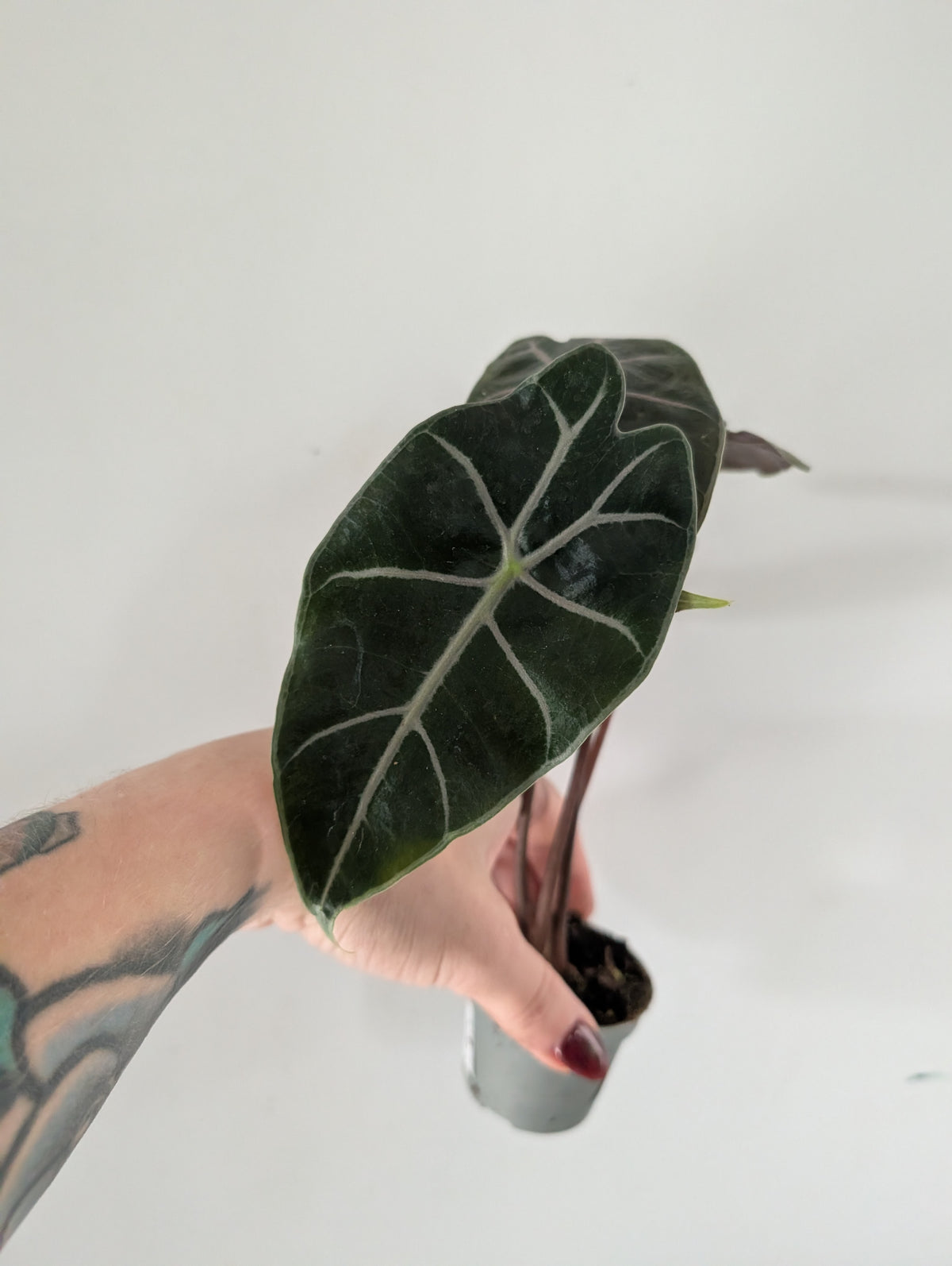 Alocasia longiloba purple vein 6cm