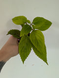 Coleus Pineapple Beauty
