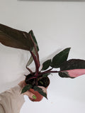 Philodendron pink princess 12cm