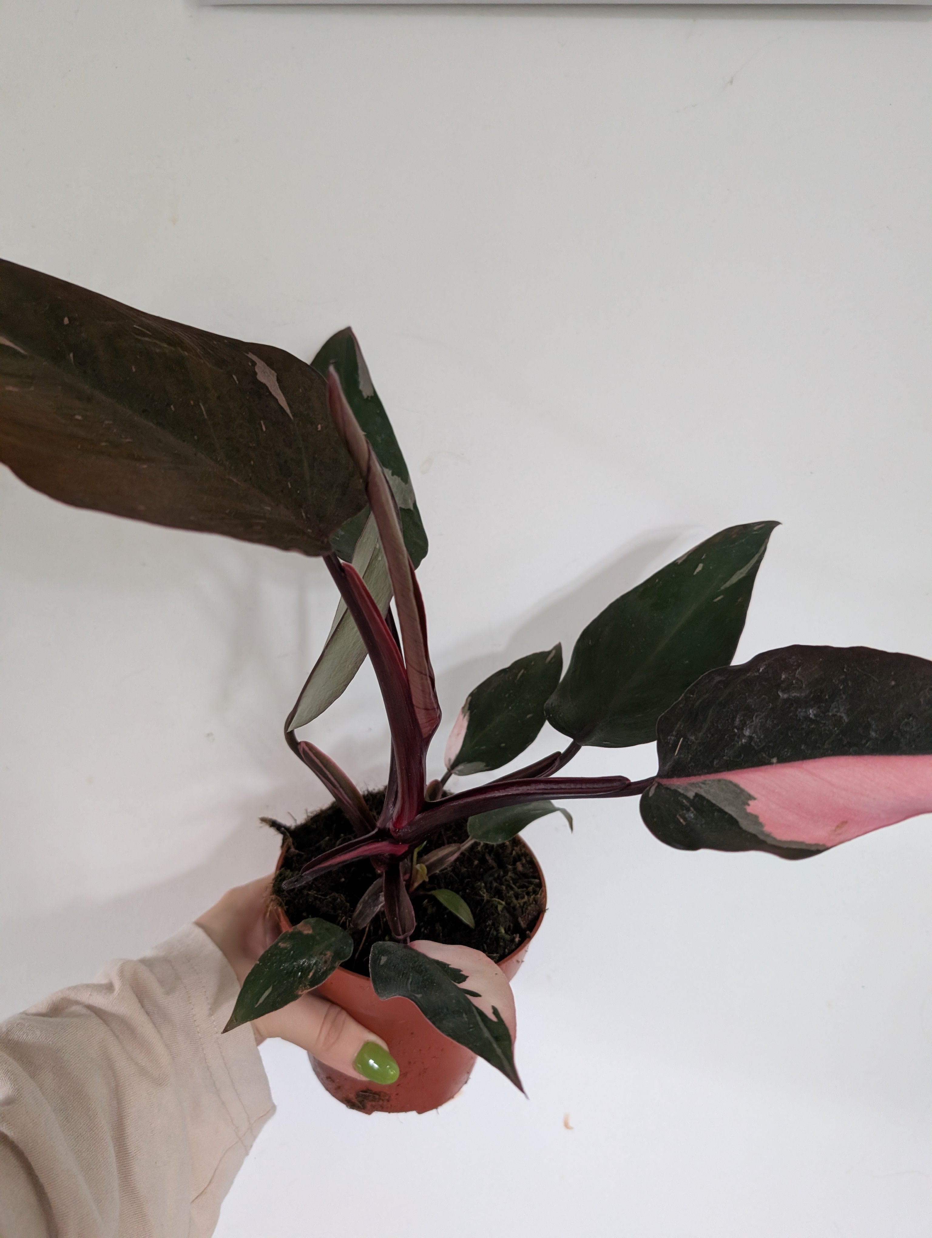 Philodendron pink princess 12cm