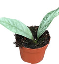 Pre-order Hoya Coriacea Silver 10cm