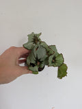 Damaged begonia escargot
