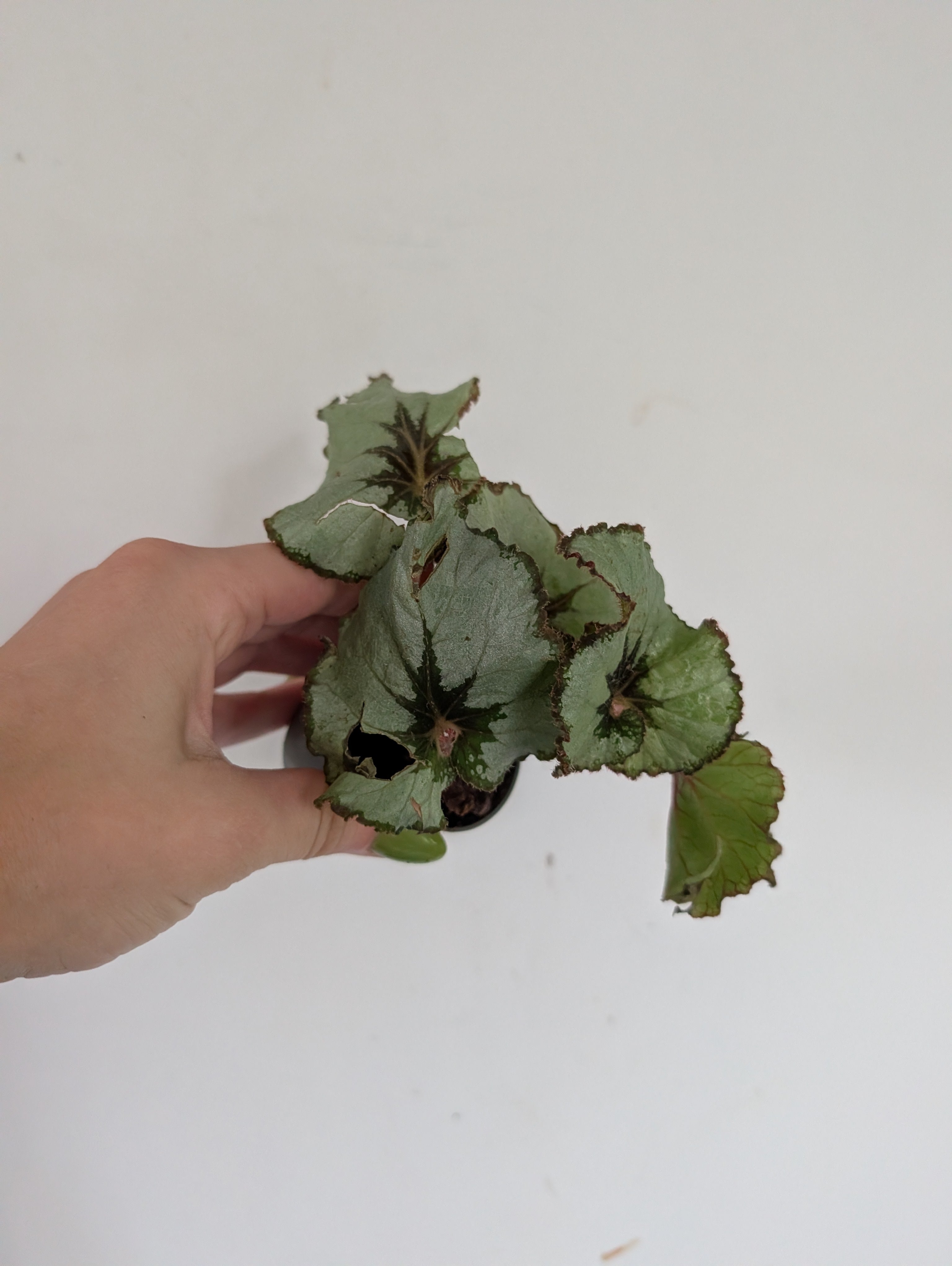 Damaged begonia escargot