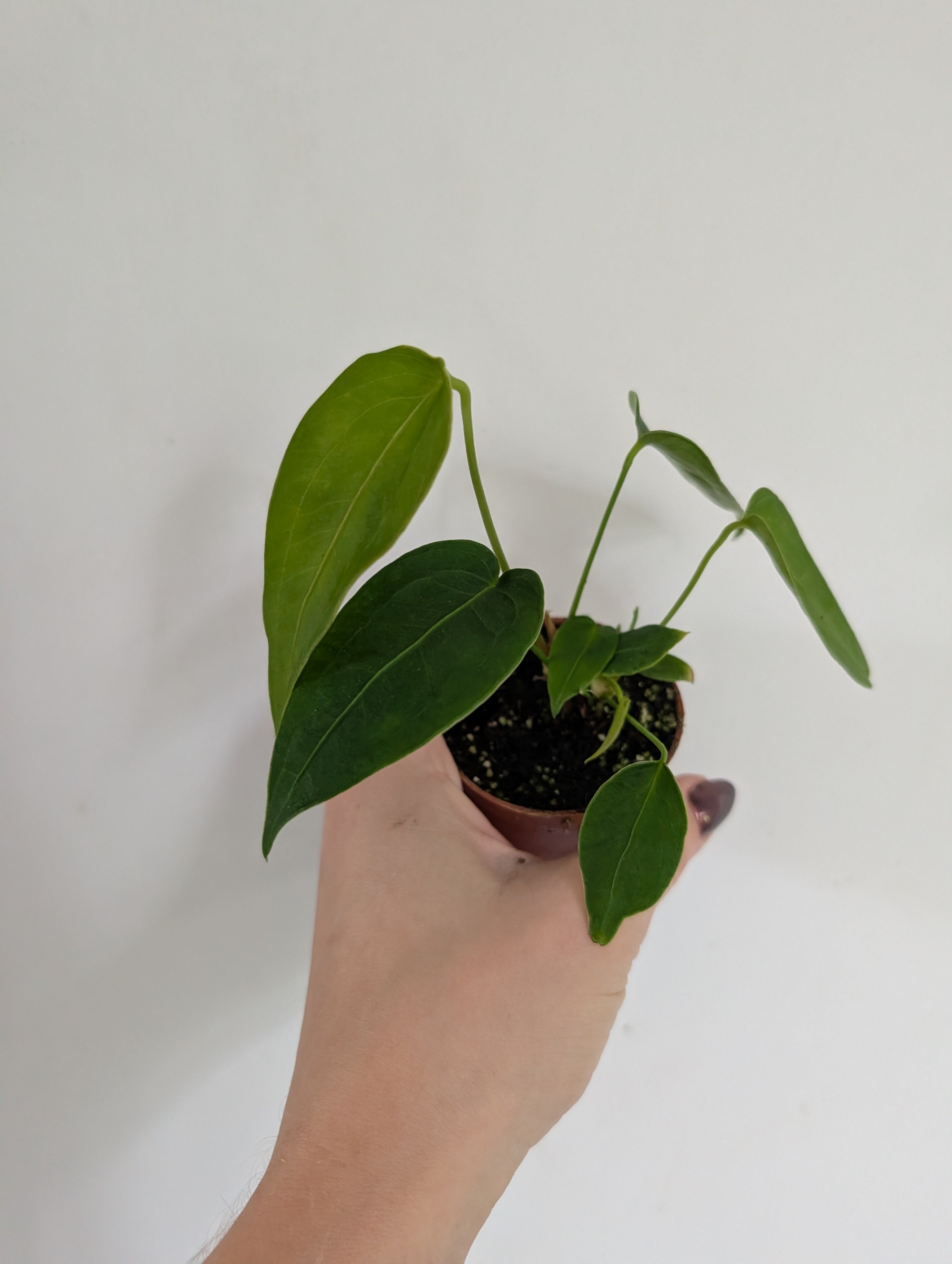 Anthurium Peltigerum 6cm