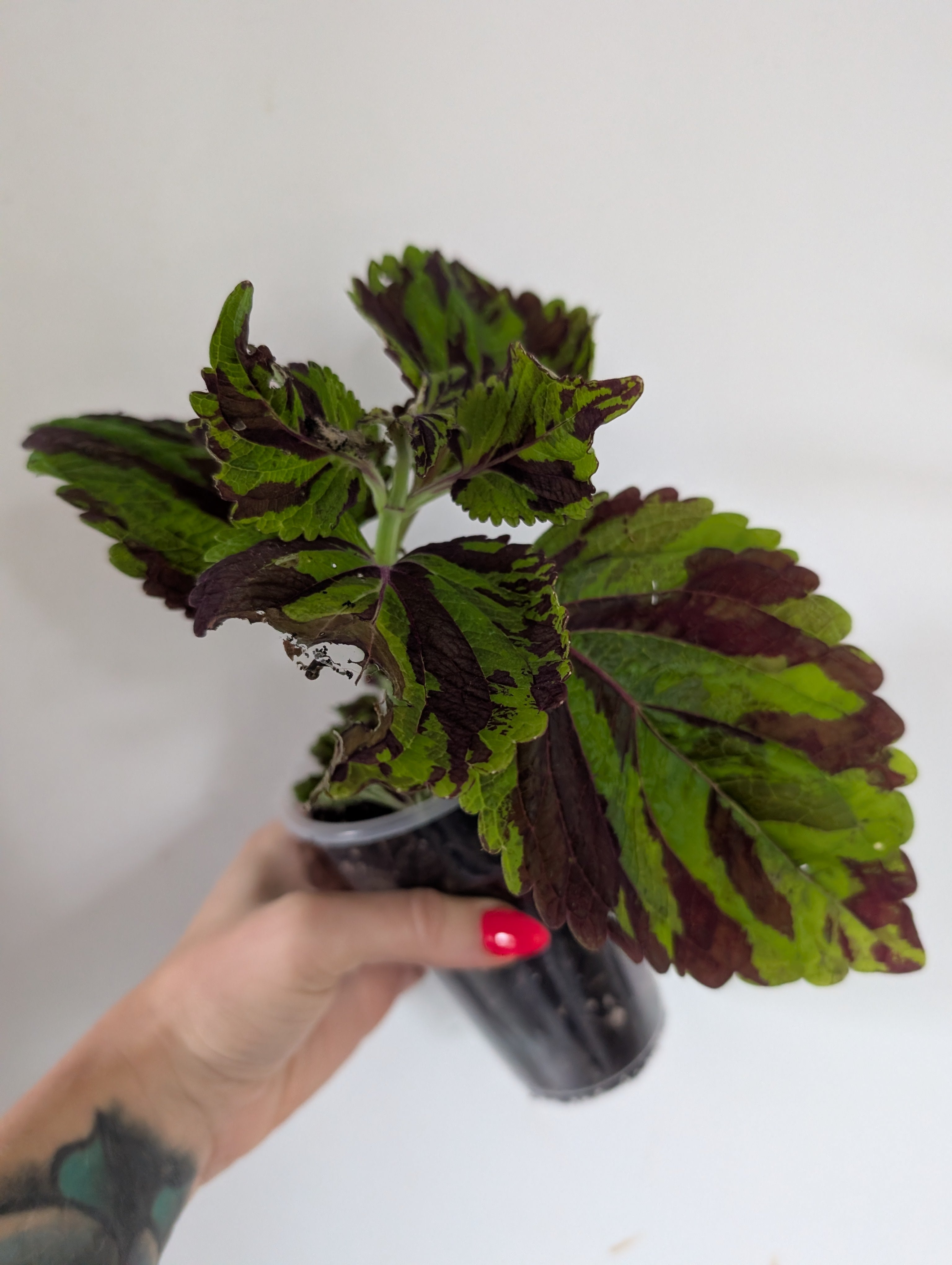 Coleus Tiger
