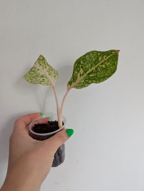 Aglaonema pepper bells