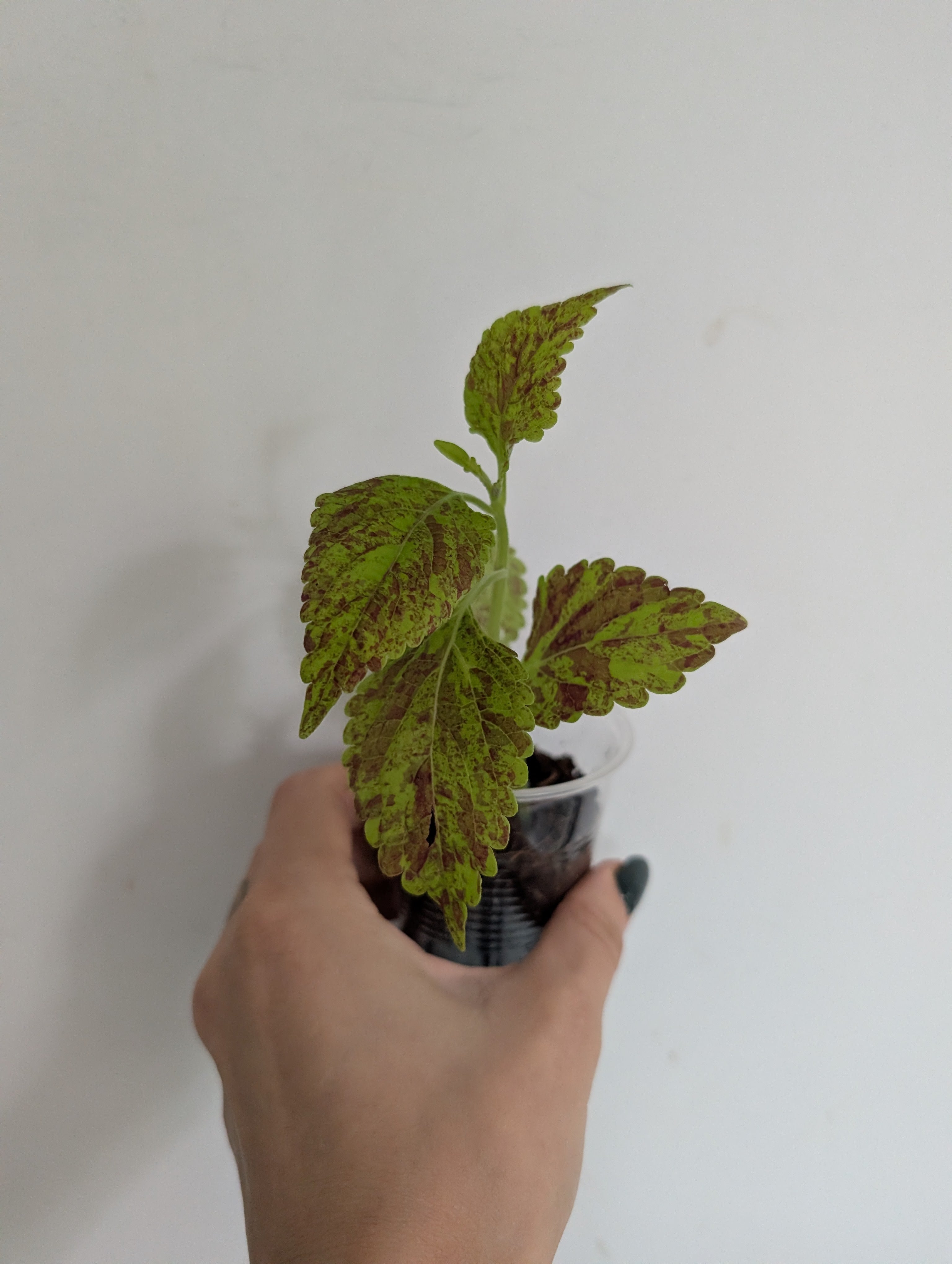 Coleus City of Sutherland
