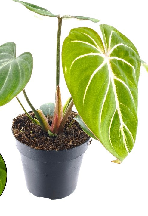 Pre-order philodendron gloriosum zebra 12cm