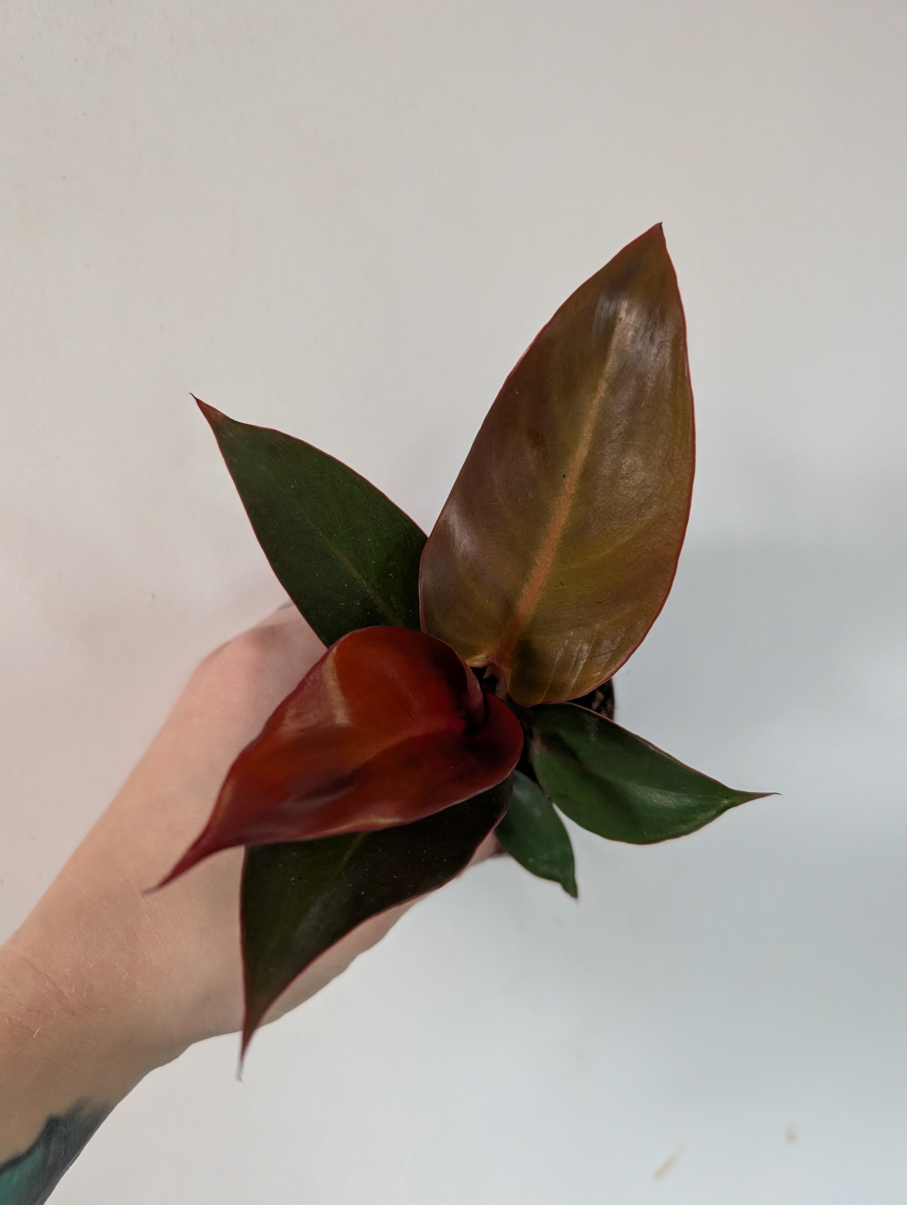 Philodendron Red Sun 6cm