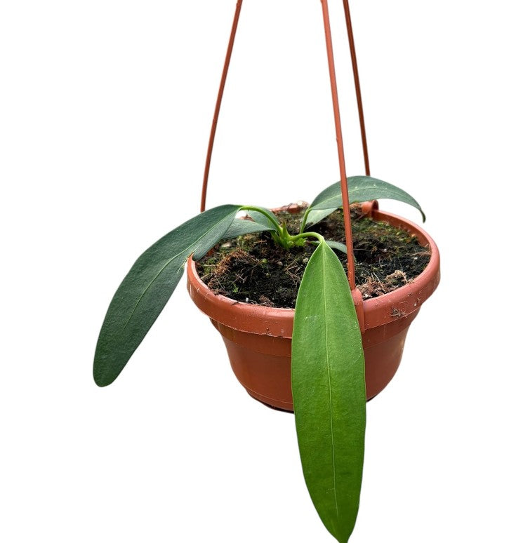 Pre-order Anthurium Wendlingerii 14cm